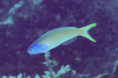 Hoplolatilus starcki