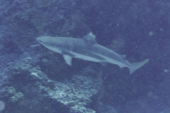 Carcharhinus melanopterus