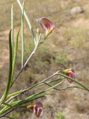 Aspalathus lebeckioides
