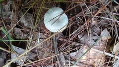 Leucocybe candicans