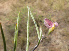 Aspalathus lebeckioides