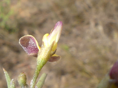 Aspalathus lebeckioides