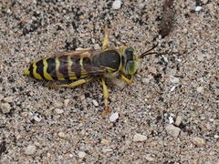 Bembix zonata
