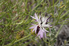 Centaurea aspera