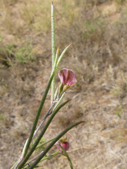 Aspalathus lebeckioides
