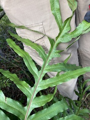 Phlebodium aureum