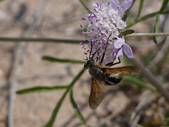 Pangonius funebris