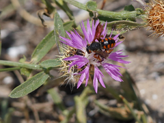 Rhodanthidium sticticum