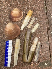 Glycymeris nummaria
