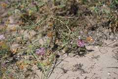 Centaurea valentina