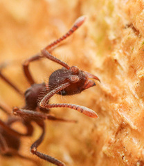 Apterostigma robustum