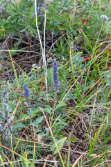 Nepeta multifida