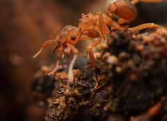 Cyphomyrmex salvini