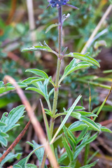 Nepeta multifida