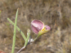 Aspalathus lebeckioides