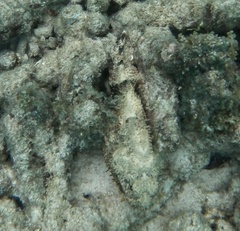 Scorpaena plumieri