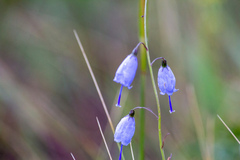 Adenophora stenanthina