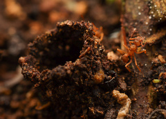 Cyphomyrmex salvini