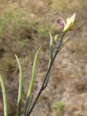 Aspalathus lebeckioides