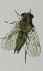 Chrysopilus asiliformis