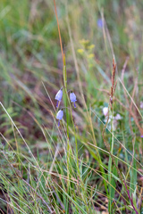 Adenophora stenanthina