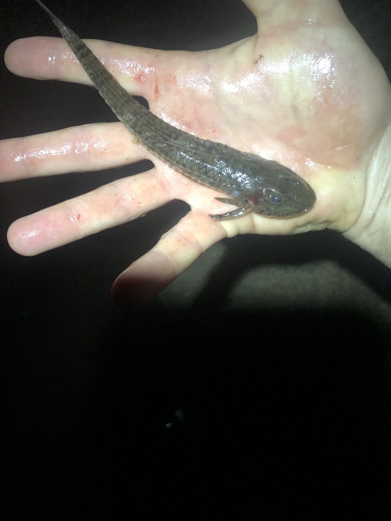 Flathead whiptail catfish (Loricariichthys platymetopon) — Loricariidae