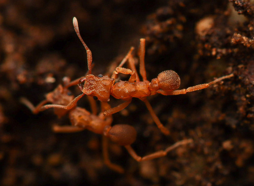 Cyphomyrmex salviniCyphomyrmex salvini