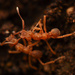 Cyphomyrmex salvini - Photo (c) Mason S., some rights reserved (CC BY-NC), uploaded by Mason S.