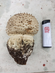 Amanita echinocephala