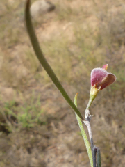 Aspalathus lebeckioides