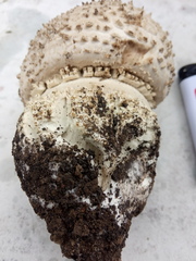 Amanita echinocephala