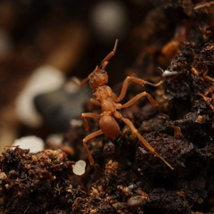 Cyphomyrmex salvini