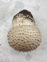 Amanita echinocephala