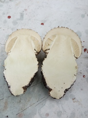 Amanita echinocephala