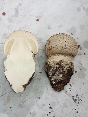 Amanita echinocephala