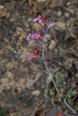 Teucrium divaricatum divaricatum