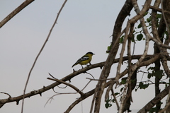 Aegithina nigrolutea