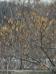 Cercis canadensis