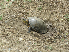 Trachemys dorbigni