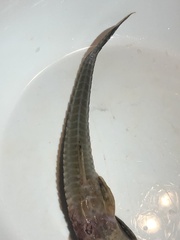 Loricariichthys