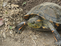 Trachemys dorbigni