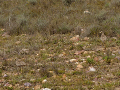 Burhinus capensis