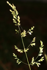 Poa trivialis