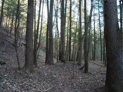 Tsuga canadensis