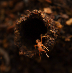 Cyphomyrmex salvini