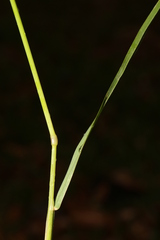 Poa trivialis