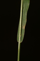 Poa trivialis