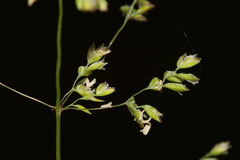 Poa trivialis