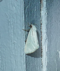 Grotella parvipuncta