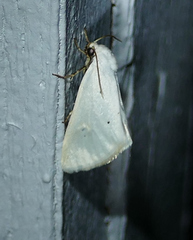 Grotella parvipuncta